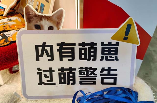 小猫宠物自媒体好做吗，宠物自媒体怎么做